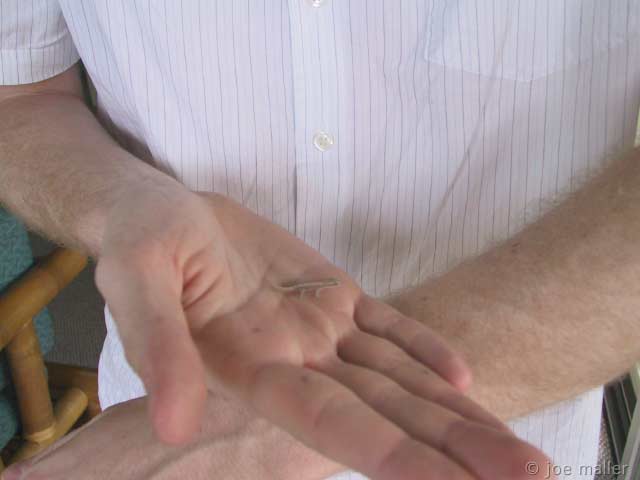 hawaii-08_2972.jpg
