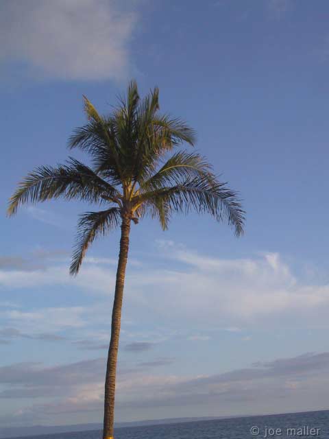 hawaii-10_2990.jpg